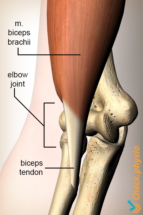 Arm Bizepssehne distal