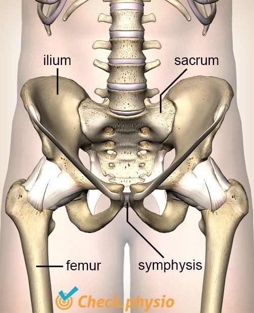 Hüfte SI-Gelenk Illeum Sacrum Symphyse Symphysis pubica Femur Becken Beckenschaufel Kreuzbein