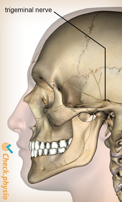 Kopf zervikogene Kopfschmerzen CGH Nervus trigeminus