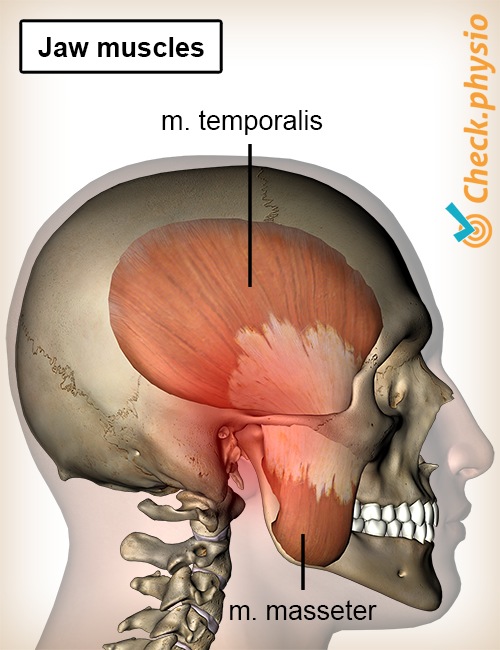 Kopf Kiefermuskeln Musculus temporalis Masseter