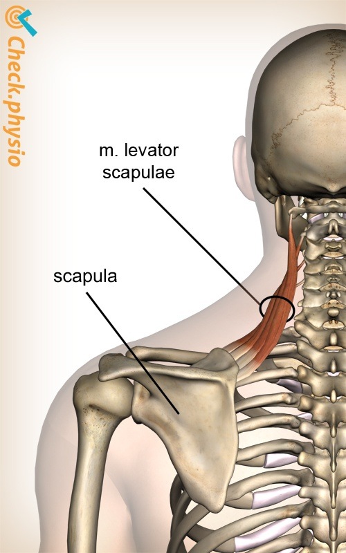 Kopf Hals Musculus levator scapulae Muskel