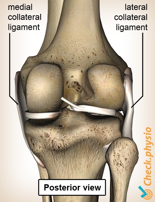 Kniebänder medial lateral Knieband Rückansicht