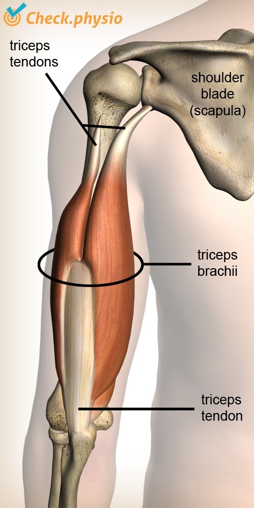 Arm Trizeps Muskel Sehne Schulterblatt Ellenbogen