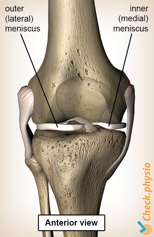 Knie Meniskus Vorderseite