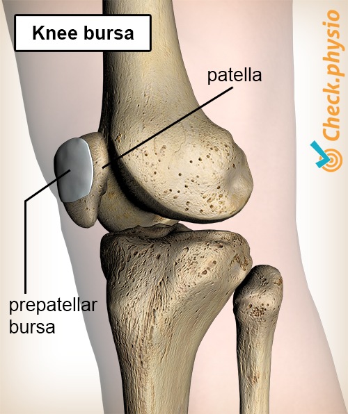 Knie Schleimbeutel Bursa präpatellaris