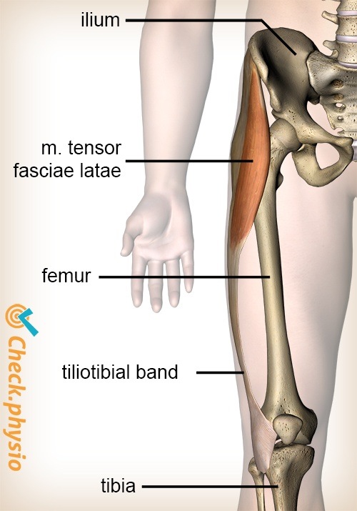 Knie Tractus iliotibialis Musculus tensor fasciae latae Muskel