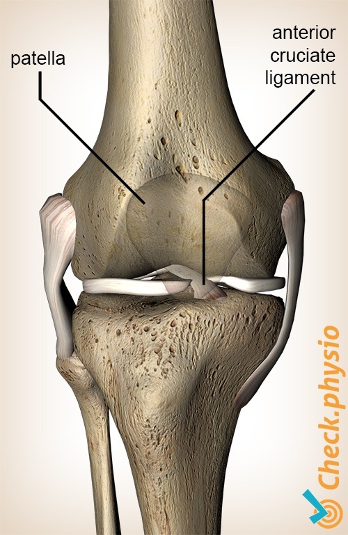 Knie vorderes Kreuzband Ligamentum Cruciatum Anterius