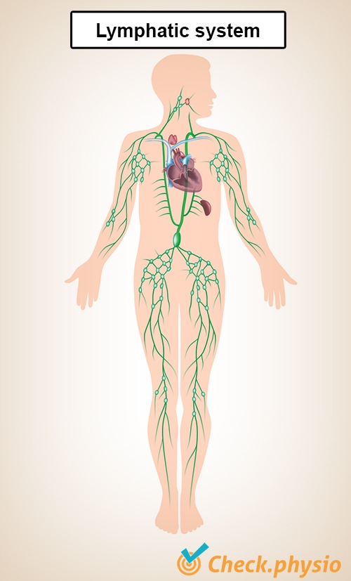 Lymphgefäßsystem Lymphgefäße Herz Nieren