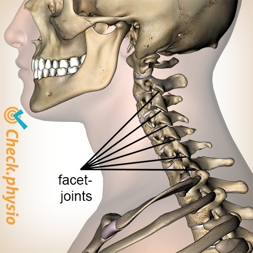 Hals Facettgelenke seitliche Ansicht lateral