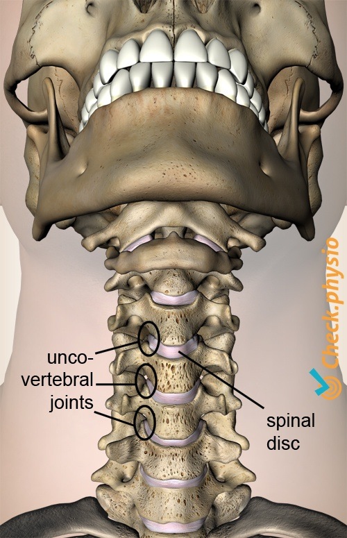 Hals Uncovertebral-Gelenk Bandscheibe Diskus Anatomie