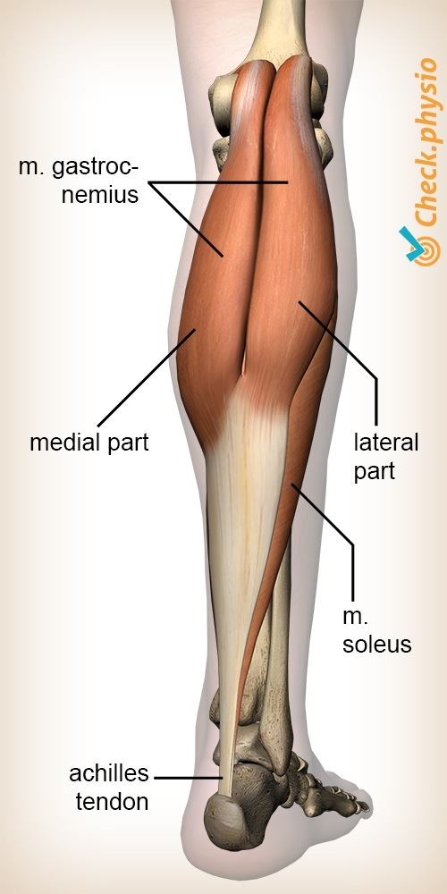 Unterschenkel Wadenmuskel Gastrocnemius Wadenanatomie