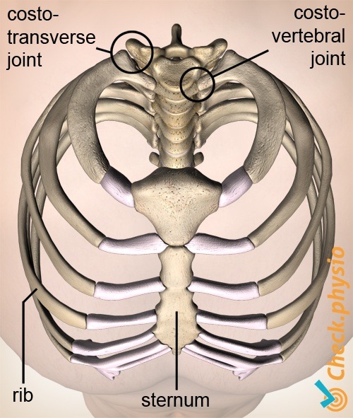 Rippen Brustkorb Draufsicht kostotransversal kostovertebral Gelenk