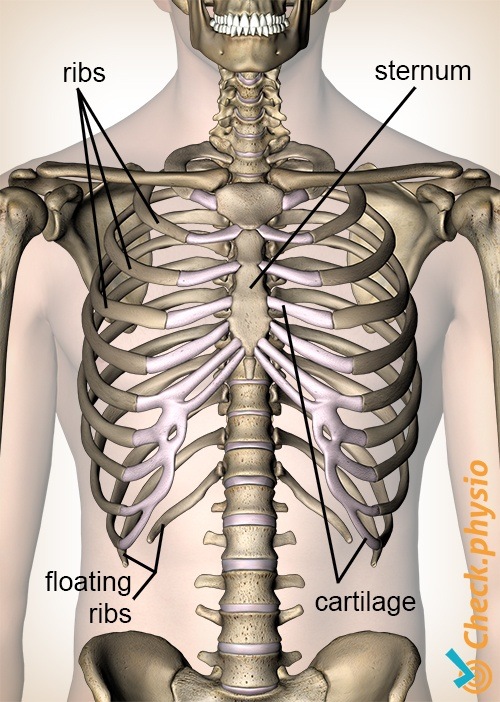 Rippen Vorderansicht Brustbein Knorpel freies Rippe