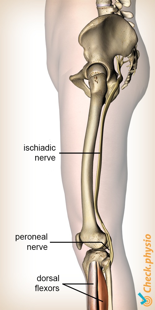 Bein Peroneus Nerv Tibialis Ursprung Ischiasnerv