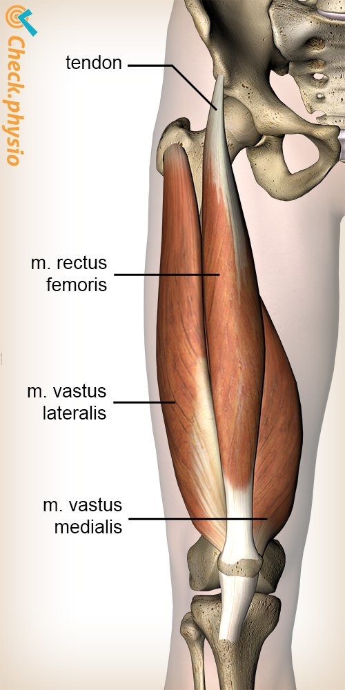 Bein Quadrizeps Muskel Rectus Femoris Vastus Lateralis Medialis