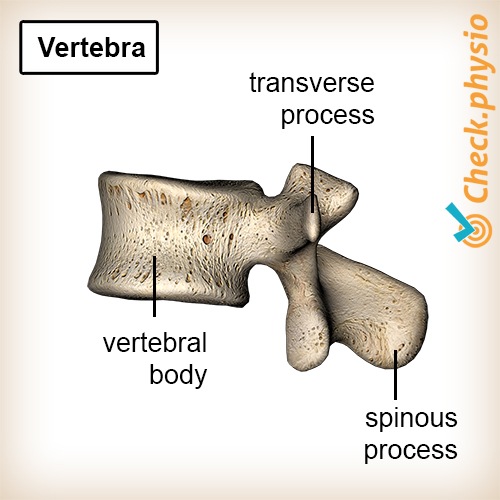 Rücken Wirbel Rückenwirbel Anatomie Wirbelkörper Processus transversus Processus spinosus