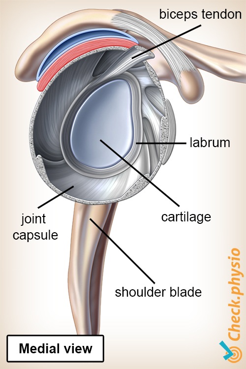 Schulter Labrum Gelenk Seitenansicht