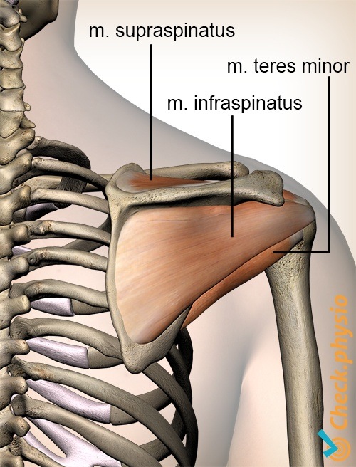 Schulter Rotatorenmanschette Rotatorenmanschettenmuskeln Rückseite Supraspinatus Infraspinatus Teres minor