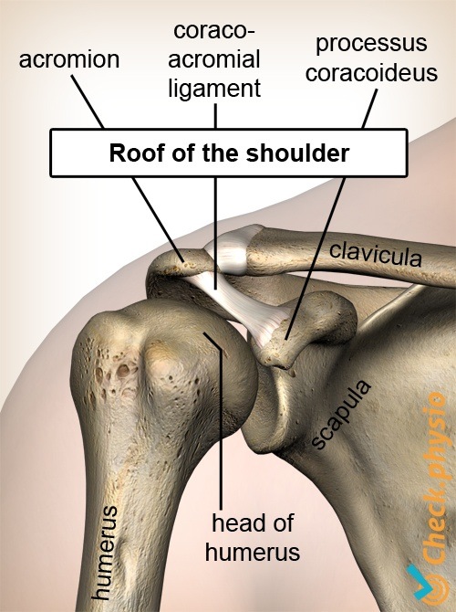 Schulterdach Processus Coracoideus Coracoacromiales Band Humeruskopf