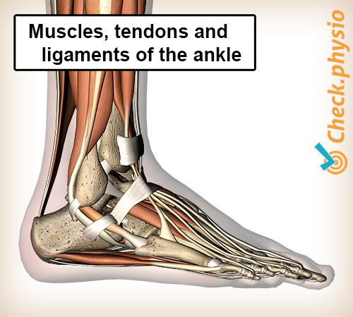Fuß lateral Muskeln Sehnen Bänder Knöchel