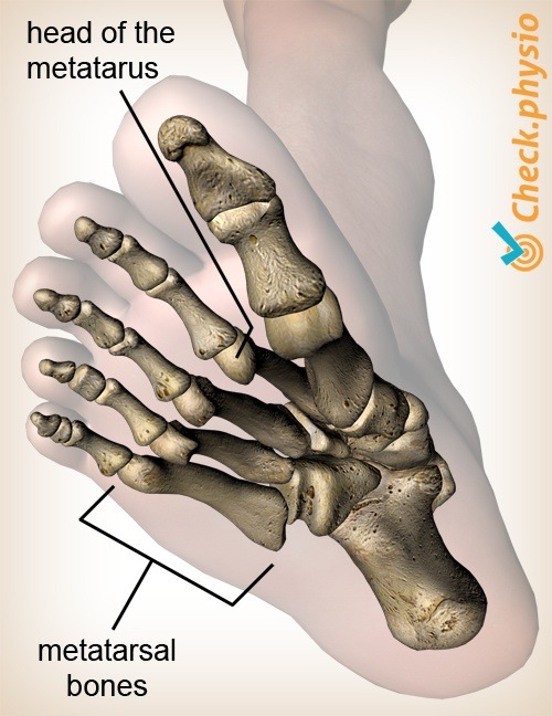 Fuß Metatarsi Kopf Metatarsus Anatomie Unteransicht