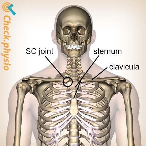 Brust Sternoklavikulargelenk Lage Sternum Clavicula