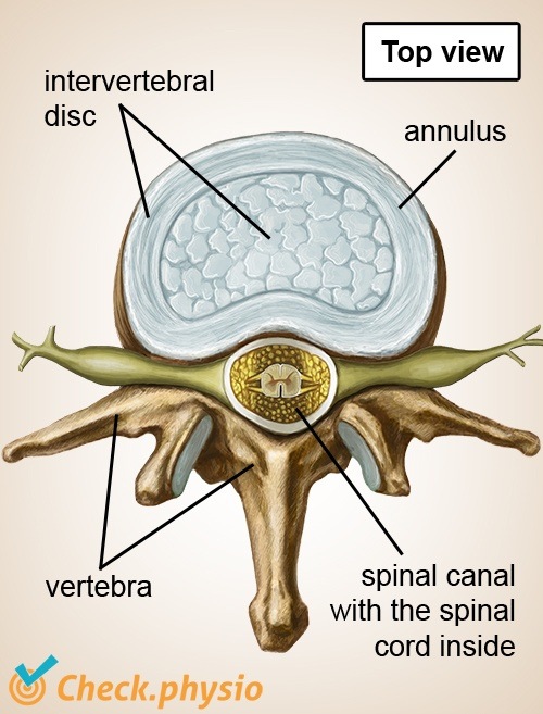 Wirbelsäule Wirbel Draufsicht Bandscheibe Nerven