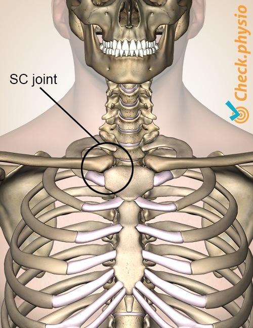 Brust Sternum Clavicula SC-Gelenk