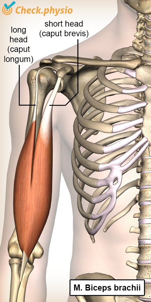 Oberarm Bizeps brachii Caput longum Caput breve Anatomie Vorderseite