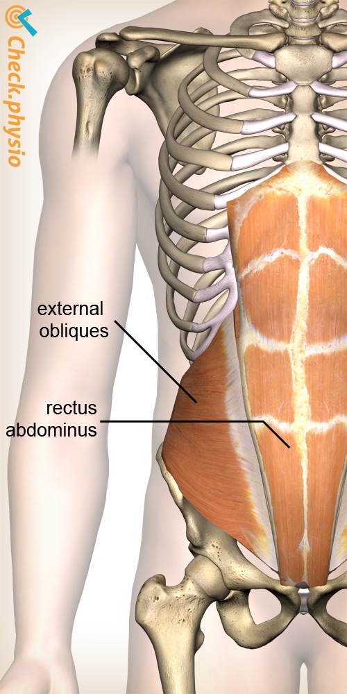 Bauchschräge Bauchmuskel Gerade Bauchmuskel Anatomie