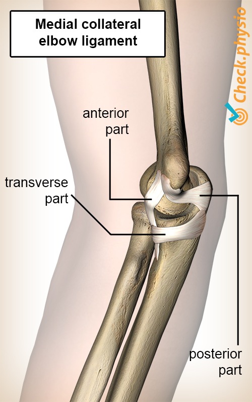 Ellenbogen Innenband Ulnar Kollateralband medial pars anterior posterior transversus