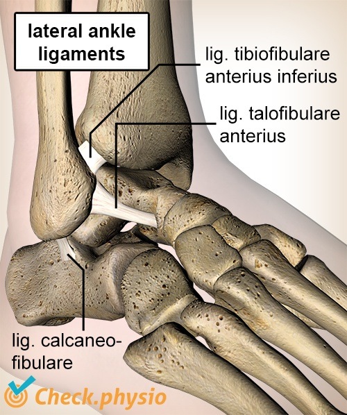 Knöchel Bänder Ligamentum Talofibularis Calcaneofibularis Tibiofibularis Anatomie