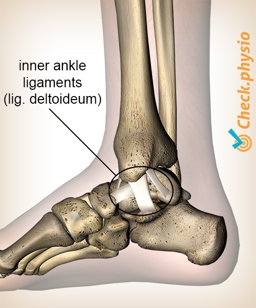 Knöchel inneres mediales Knöchelband Ligamentum deltoideum