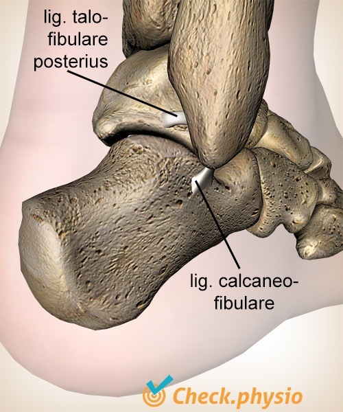 Knöchel Ligamentum Ligamentum Talofibularis Posterius Calcaneofibularis Calcaneus Anatomie Hinten