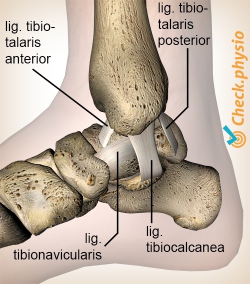 Knöchel Ligamentum deltoideum tibiotalaris anterior posterior tibiocalcaneale tibionaviculare