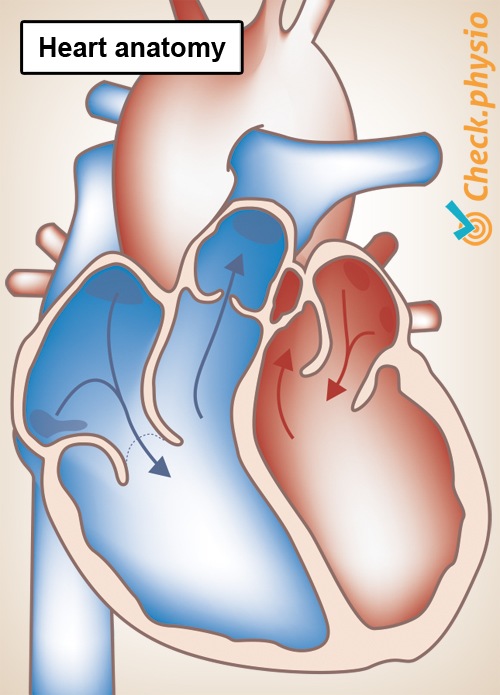 Herzanatomie linker rechter Vorhof Kammer Herzklappe Arterie Vene