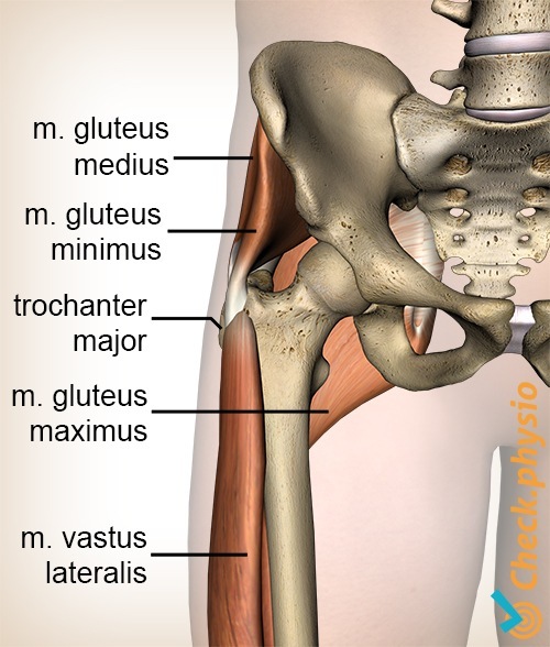 Hüfte Gluteus Medius Minimus Maximus Trochanter Major Vastus Lateralis